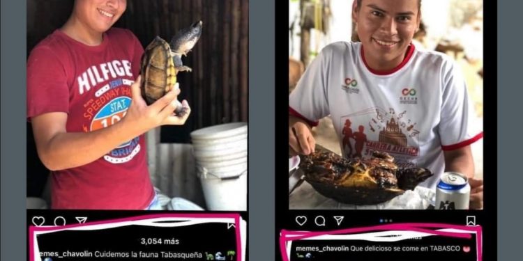 ADVIERTE PROFEPA SANCIÓN PARA EL INFLUENCER TABASQUEÑO «CHAVOLIN» POR DAR PROMOCIÓN A CONSUMIR ESPECIES EN PELIGRO DE EXTINCIÓN