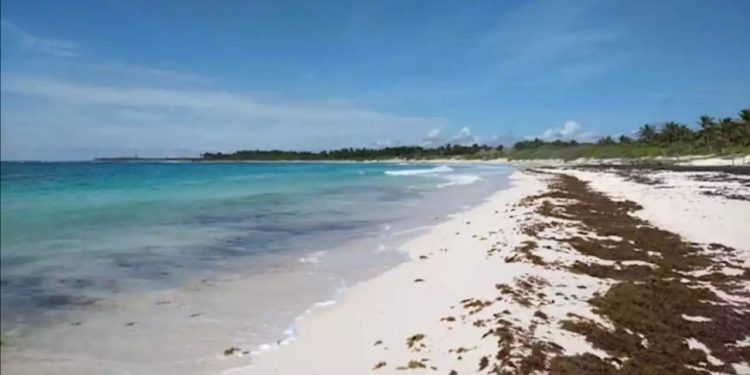 SE ADELANTA LA LLEGADA DE SARGAZO EN EL SUR