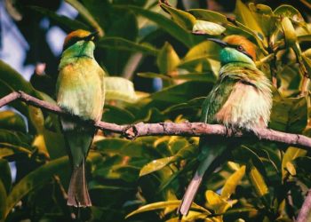 LA FPMC INVITA A LA POBLACIÓN A PARTICIPAR EN EL “CONTEO DE AVES EN LA COMUNIDAD”