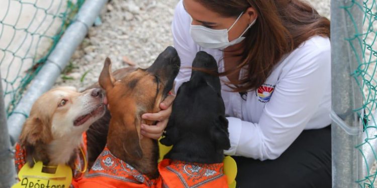REALIZA GOBIERNO DE BENITO JUÁREZ SEGUNDA CAMPAÑA DE ADOPCIÓN CANINA