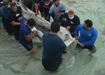 LIBERAN CON ÉXITO TRAS ESTUDIO A MANATÍ EN ISLA MUJERES
