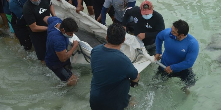 LIBERAN CON ÉXITO TRAS ESTUDIO A MANATÍ EN ISLA MUJERES