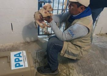 PIDEN IMPLEMENTAR UNA ALERTA “AMBER ANIMAL” PARA RESCATAR MASCOTAS EN ABANDONO