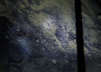 DESCUBREN EXTRAÑAS CRIATURAS 900 METROS DEBAJO DEL HIELO ANTÁRTICO