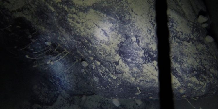 DESCUBREN EXTRAÑAS CRIATURAS 900 METROS DEBAJO DEL HIELO ANTÁRTICO