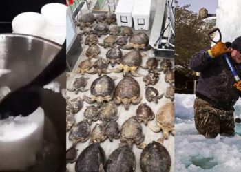 TEXANOS SALVAN A MILES DE TORTUGAS DE MORIR CONGELADAS