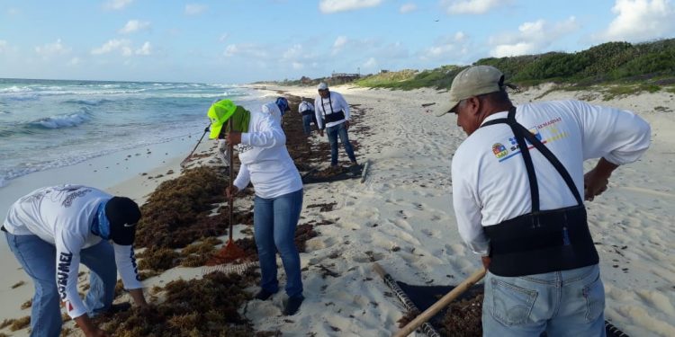 RETIRA ZOFEMAT MÁS DE 142 TONELADAS DE SARGAZO DE PLAYAS DEL LADO ORIENTAL