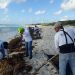 RETIRA ZOFEMAT MÁS DE 142 TONELADAS DE SARGAZO DE PLAYAS DEL LADO ORIENTAL