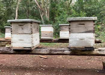PODRÍA RECUPERARSE EL SECTOR APÍCOLA