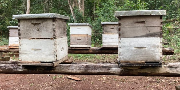 PODRÍA RECUPERARSE EL SECTOR APÍCOLA