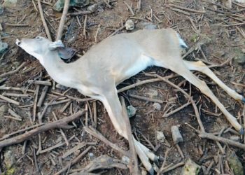 INVASIÓN DE PREDIO EN CROCO CUN PROVOCA MUERTE DE ESPECIES ANIMALES; PROFEPA NO INTERVIENE