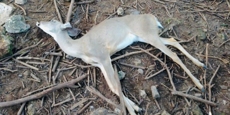 INVASIÓN DE PREDIO EN CROCO CUN PROVOCA MUERTE DE ESPECIES ANIMALES; PROFEPA NO INTERVIENE