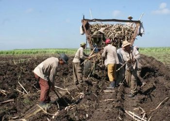 ZAFRA DE LAS MÁS LARGAS POR ATRASO CLIMATOLÓGICO