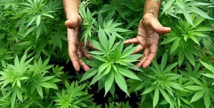 APROBACIÓN DE MARIHUANA PROVOCARÁ PROBLEMAS DE SALUD