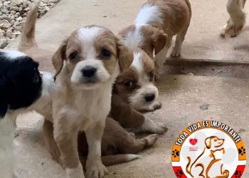 PADRÓN DE ANIMALES URGENTE PARA RESCATARLOS