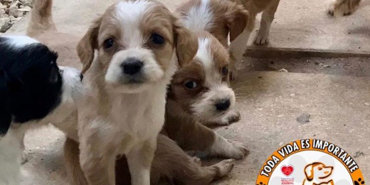 PADRÓN DE ANIMALES URGENTE PARA RESCATARLOS