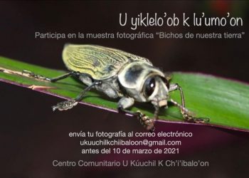 PRESENTARÁN MUESTRA FOTOGRÁFICA COMUNITARIA SOBRE LOS BICHOS