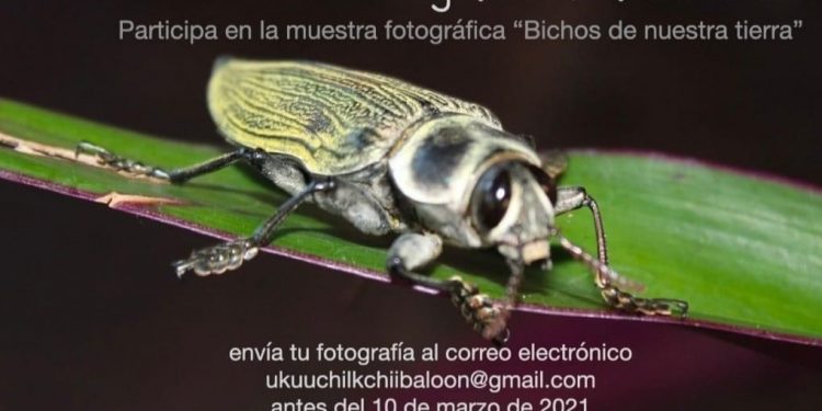 PRESENTARÁN MUESTRA FOTOGRÁFICA COMUNITARIA SOBRE LOS BICHOS