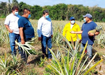 LA SEDARPE VISITA CULTIVOS DE PIÑA EN EL EJIDO DIVORCIADOS