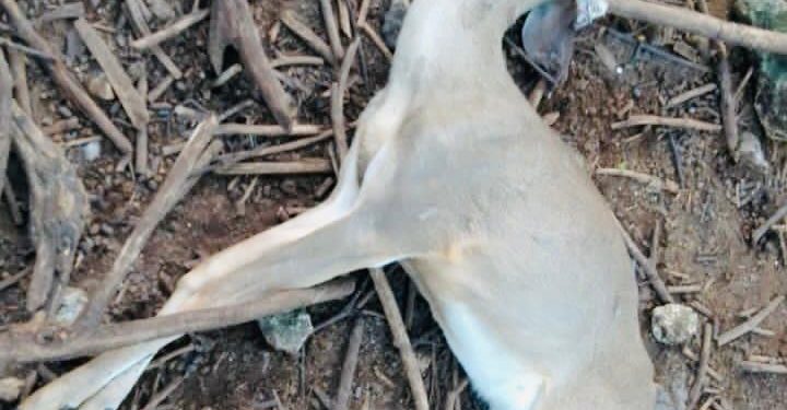 ANIMALES DEL ZOO CROCO CUN COMIENZAN A MORIR POR INDOLENCIA E INEFICIENCIA DE LA PROFEPA Y DE LA FGR