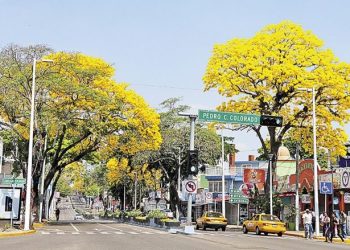 UN ESPECTACULO, FLORECEN GUAYACANES EN CALLES DE VILLAHERMOSA
