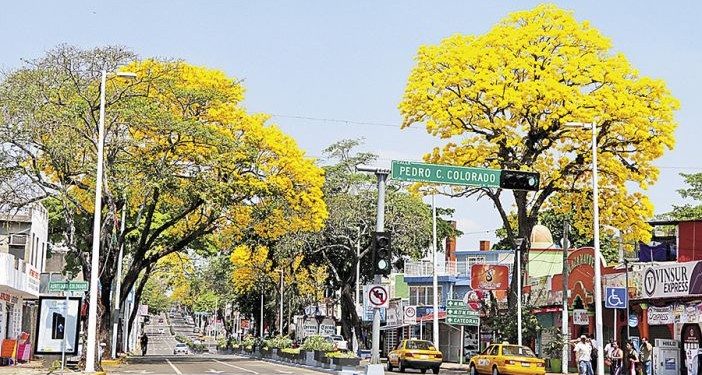 UN ESPECTACULO, FLORECEN GUAYACANES EN CALLES DE VILLAHERMOSA