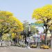 UN ESPECTACULO, FLORECEN GUAYACANES EN CALLES DE VILLAHERMOSA