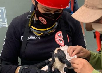 LOGRAN EL RESCATE DE PERRITO DESPUÉS DE OCHO HORAS DE MANIOBRAS, HABÍA CAÍDO A UN HOYO