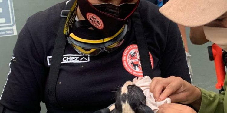 LOGRAN EL RESCATE DE PERRITO DESPUÉS DE OCHO HORAS DE MANIOBRAS, HABÍA CAÍDO A UN HOYO