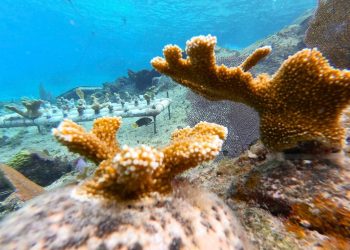 LA FUNDACIÓN DE PARQUES Y MUSEOS DE COZUMEL AVANZA EN LA RESTAURACIÓN DE CORALES EN CHANKANAAB
