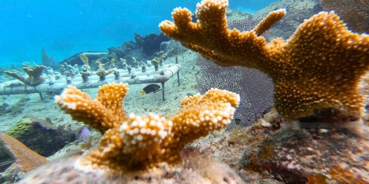 LA FUNDACIÓN DE PARQUES Y MUSEOS DE COZUMEL AVANZA EN LA RESTAURACIÓN DE CORALES EN CHANKANAAB