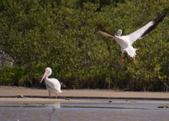 LA FPMC REGISTRA PELÍCANOS BLANCOS AMERICANOS QUE NO SE AVISTABAN HACE MÁS DE 15 AÑOS EN PUNTA SUR