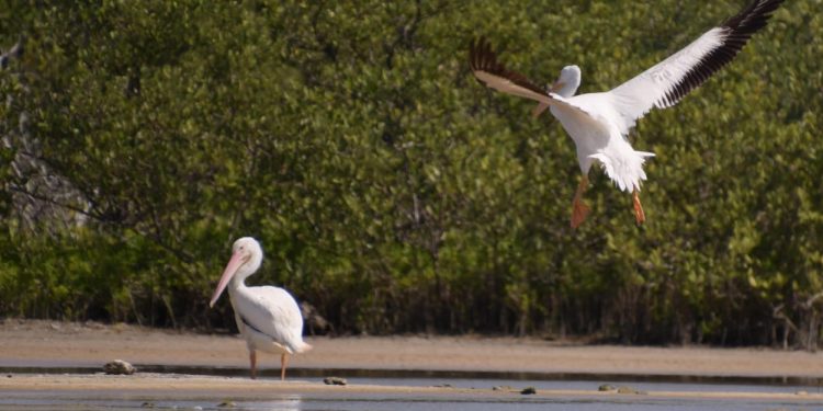 LA FPMC REGISTRA PELÍCANOS BLANCOS AMERICANOS QUE NO SE AVISTABAN HACE MÁS DE 15 AÑOS EN PUNTA SUR