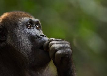 NUEVE SIMIOS EN EU, PRIMEROS ANIMALES EN SER VACUNADOS