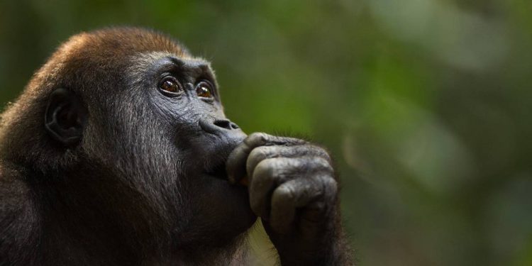 NUEVE SIMIOS EN EU, PRIMEROS ANIMALES EN SER VACUNADOS