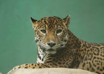 FALLECE ‘AMBAR’ UNO DE LOS TRES JAGUARES DEL PARQUE LA VENTA, EN TABASCO