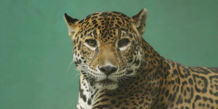 FALLECE ‘AMBAR’ UNO DE LOS TRES JAGUARES DEL PARQUE LA VENTA, EN TABASCO