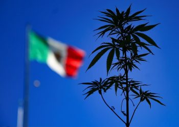 MÉXICO DA UN NUEVO PASO PARA CONVERTIR EN LEY EL CONSUMO LÚDICO DE MARIHUANA