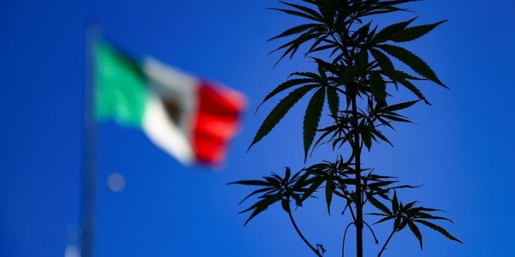 MÉXICO DA UN NUEVO PASO PARA CONVERTIR EN LEY EL CONSUMO LÚDICO DE MARIHUANA