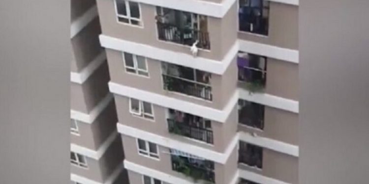 REPARTIDOR ATRAPA A NIÑA TRAS CAER DE EDIFICIO DE 12 PISOS EN VIETNAM