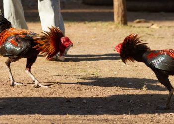 GALLO MATA A SU DUEÑO DURANTE PELEA ILEGAL EN INDIA