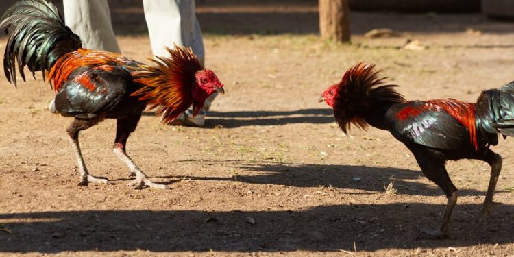 GALLO MATA A SU DUEÑO DURANTE PELEA ILEGAL EN INDIA
