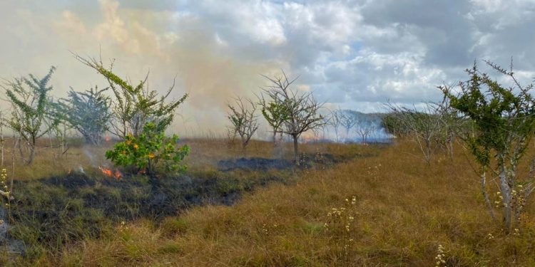 LIQUIDAN INCENDIOS FORESTALES EN PUERTO MORELOS