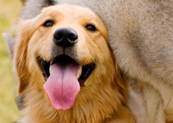 HABILITAN PLATAFORMA DIGITAL PARA EL REGISTRO DE MASCOTAS EN CHETUMAL