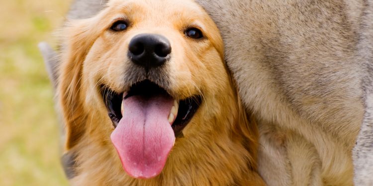 HABILITAN PLATAFORMA DIGITAL PARA EL REGISTRO DE MASCOTAS EN CHETUMAL
