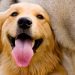 HABILITAN PLATAFORMA DIGITAL PARA EL REGISTRO DE MASCOTAS EN CHETUMAL