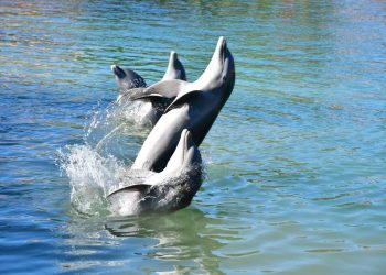 ANUNCIAN UNA SEMANA DE ACTIVIDADES POR TERCER FORO DEL DÍA DEL DELFÍN
