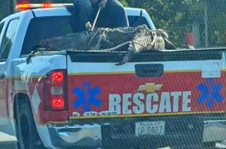 ES CAPTURADO Y PRÓXIMAMENTE REUBICADO “CENCHO” EL COCODRILO