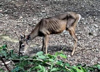 SIGUE LUCHA PARA RESCATAR ZOOLÓGICO PAYO OBISPO