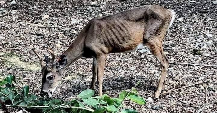 SIGUE LUCHA PARA RESCATAR ZOOLÓGICO PAYO OBISPO